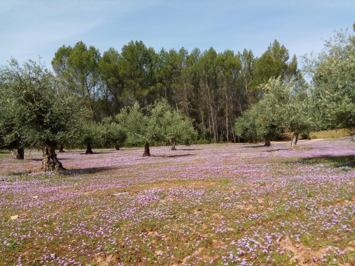 Casas Rurales La Loma Del Carrascal 奥尔诺斯 外观 照片